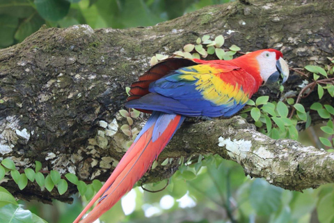 Uvita: Corcovado Rainforest & Wildlife Adventure