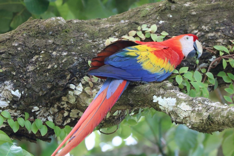 Uvita: Corcovado Rainforest & Wildlife Adventure