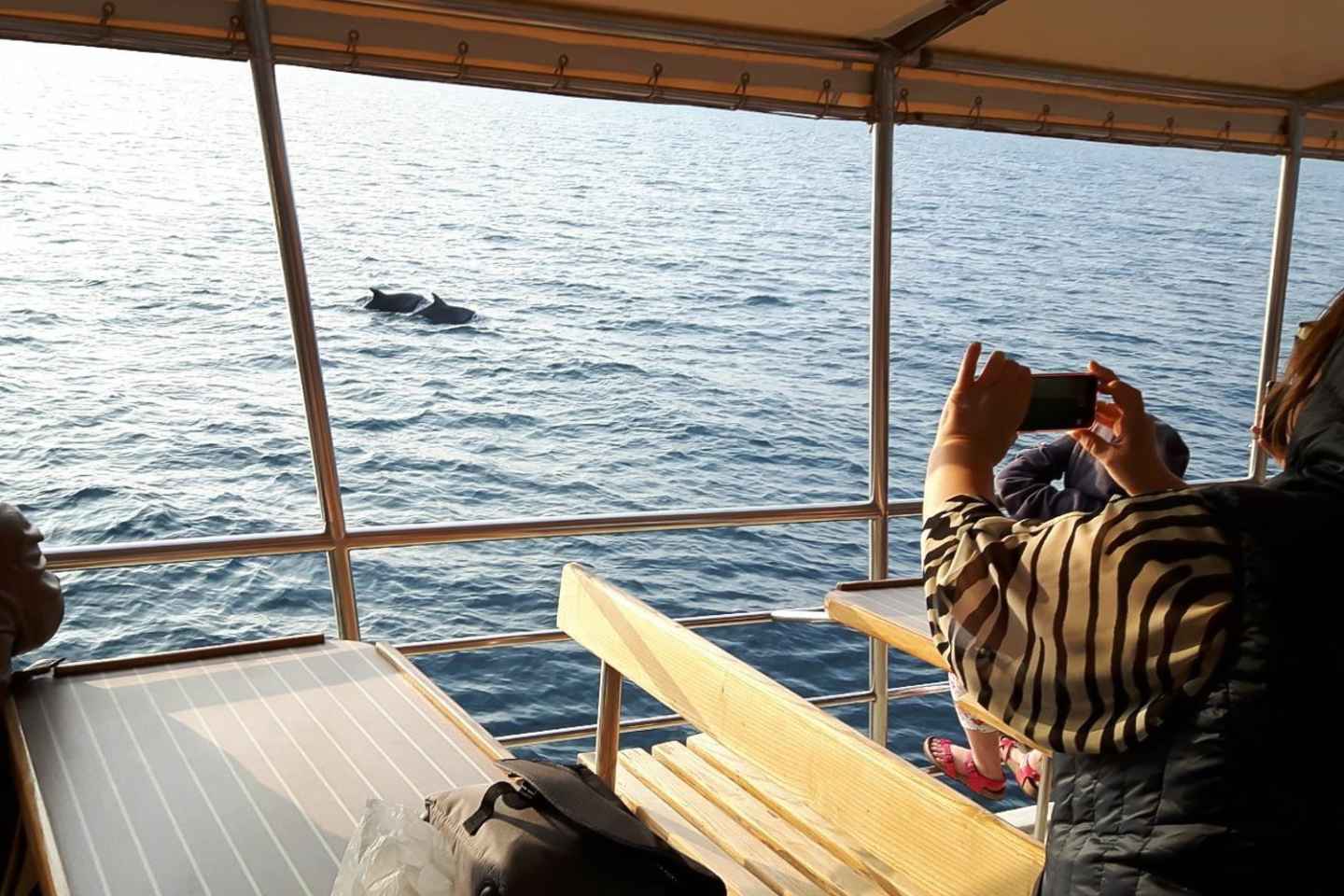 Vrsar: Delfinbeobachtungstour mit Getränken