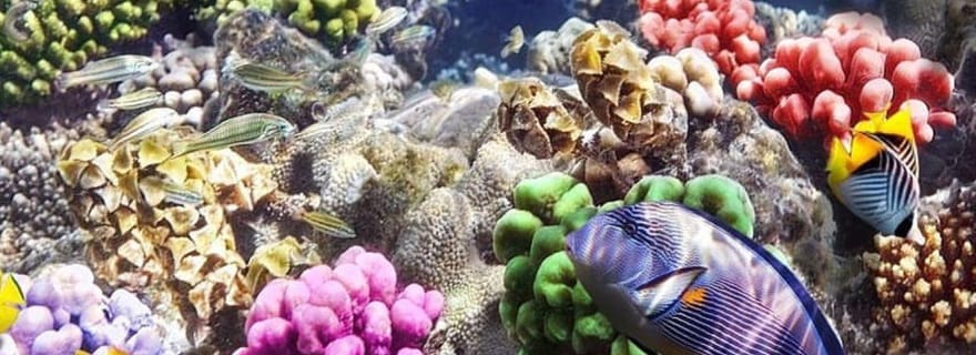 Lagon bleu, visite des étoiles de mer, The Rock, plage de Paje, grotte de Kuza