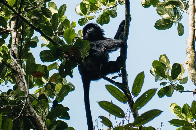 Tetebatu Waterfalls, Rice Terraces & Monkey Forest Day trip