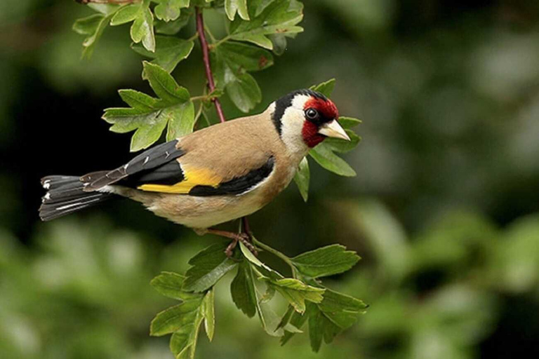 From Pokhara: Dhampus to Australian Camp Day Hike