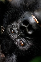 Uganda, Gorilla Close Encounter - Housity