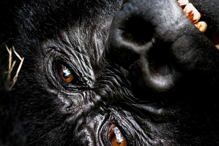 Oeganda: Gorilla's van dichtbij