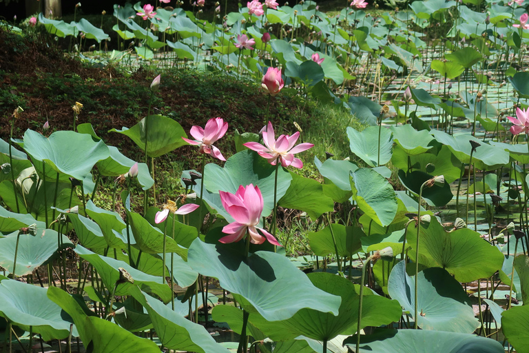 Sigiriya Village & Dambulla Tuk-Tuk Day Tour