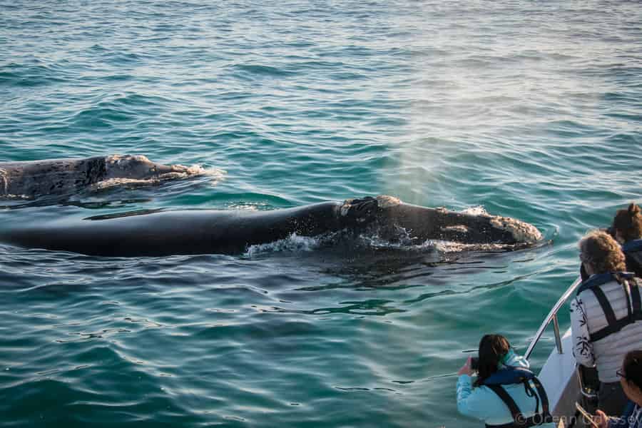 Knysna: Close Encounter Whale Watching Tour mit dem Boot. Foto: GetYourGuide Knysna: Close Encounter Whale Watching Tour mit dem Boot. Foto: GetYourGuide