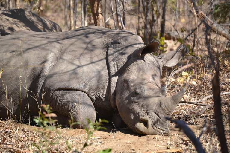 Livingstone: Recorridos de caza y paseo en rinoceronteLivingstone: Safari en el hermoso PN Mosi-Oa-Tunya