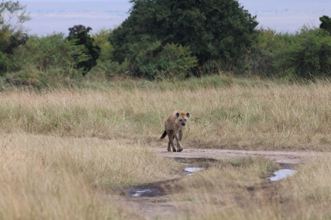 De Arusha: Visita a Tarangire, Serengeti e Lago Manyara