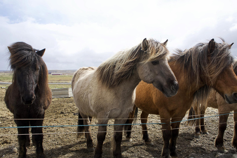 Vanuit Reykjavik: 6-daagse rondrit door IJsland