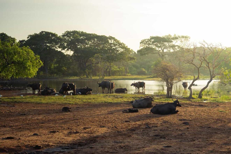 Ella: Private Yala Safari & South Coast Hotel Transfer Ella: Private Yala Safari & South Coast Hotel Transfer