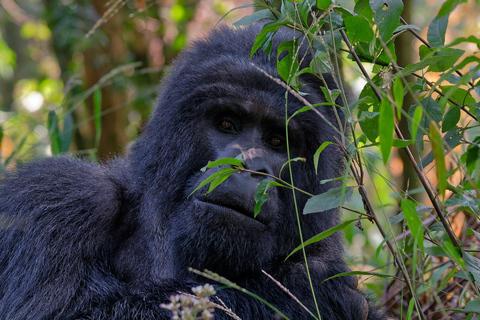 Tour di 1 giorno di trekking con i gorilla a Bwindi da Kigali