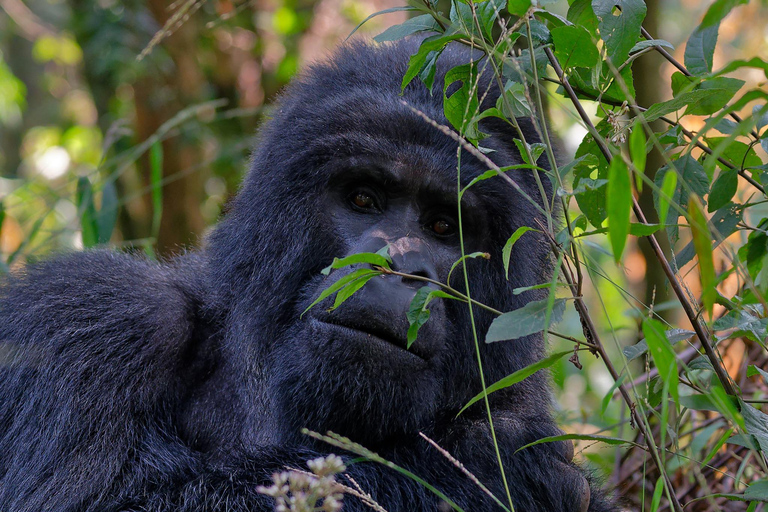 Tour di 1 giorno di trekking con i gorilla a Bwindi da Kigali