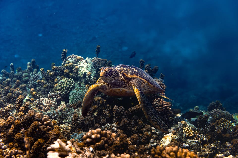 Tahiti : Snorkeling de nuit dans le lagon