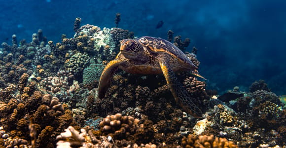 Tahiti: Nighttime snorkeling in the lagoon