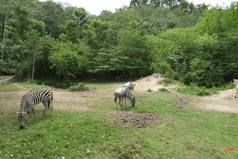 Cebu Safari: Experience Wildlife Up Close
