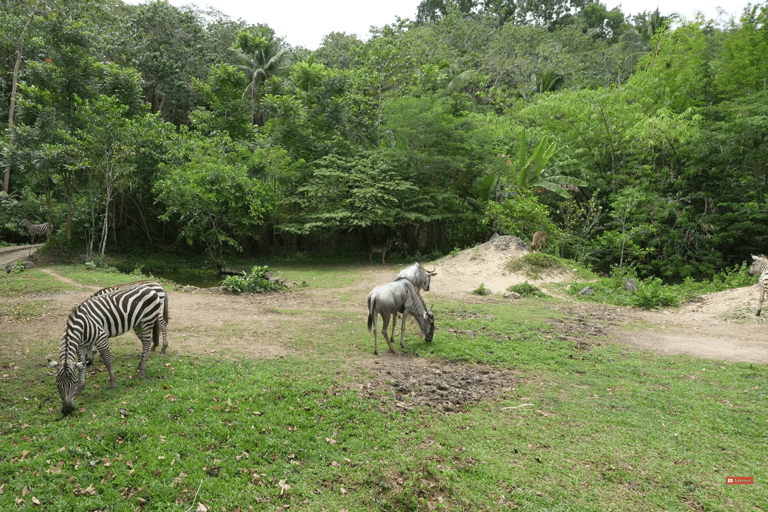 Cebu Safari: Experience Wildlife Up Close