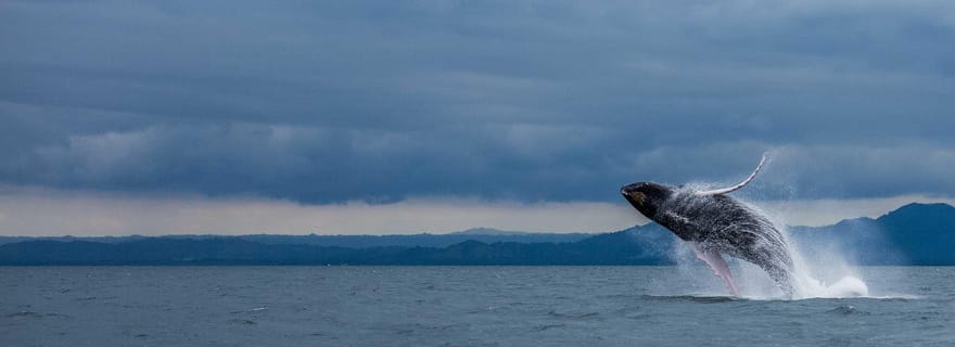 Samaná : excursion d'observation des baleines avec collations