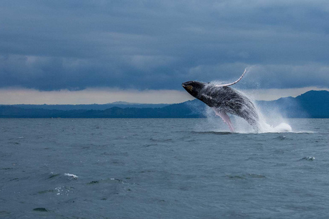 Samaná: Whale Watching Tour with Snacks