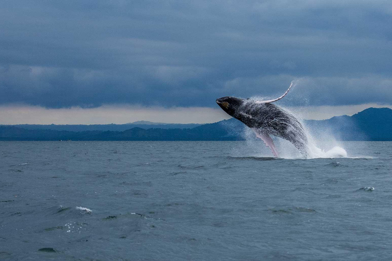 Samaná: Whale Watching Tour with Snacks