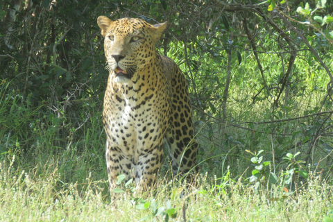 Au départ d&#039;Ella : Parc national de Yala 4*4 Safari léopard