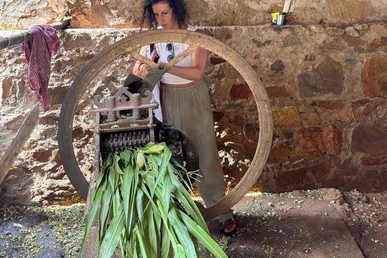 Excursión a Abhaneri y Templo de los Monos desde Jaipur