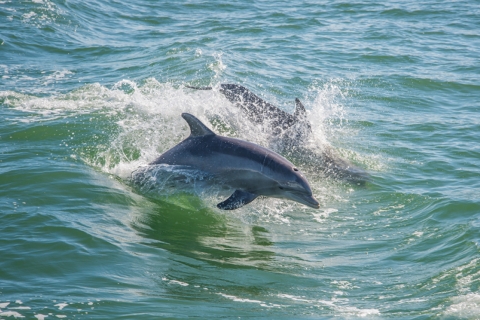 Huatulco: Delfinbeobachtung bei Sonnenaufgang mit Strandbesuch