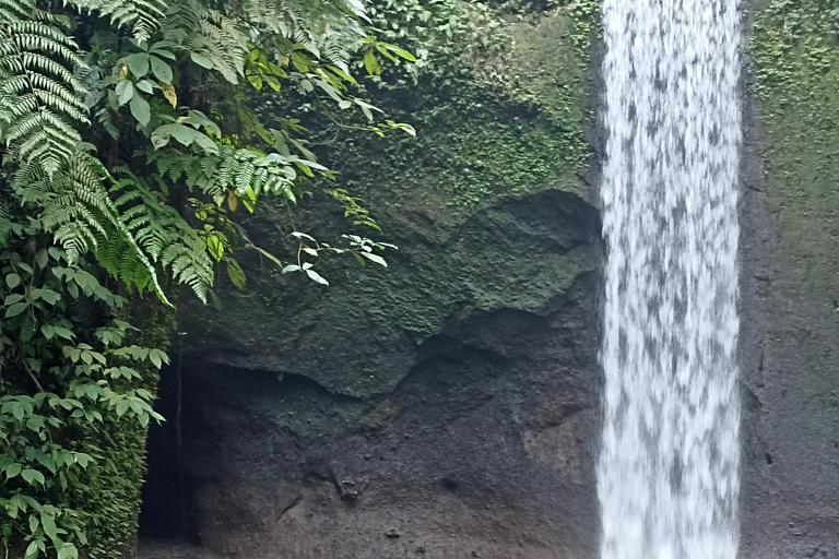 ubud trip monkey forest sanctuary