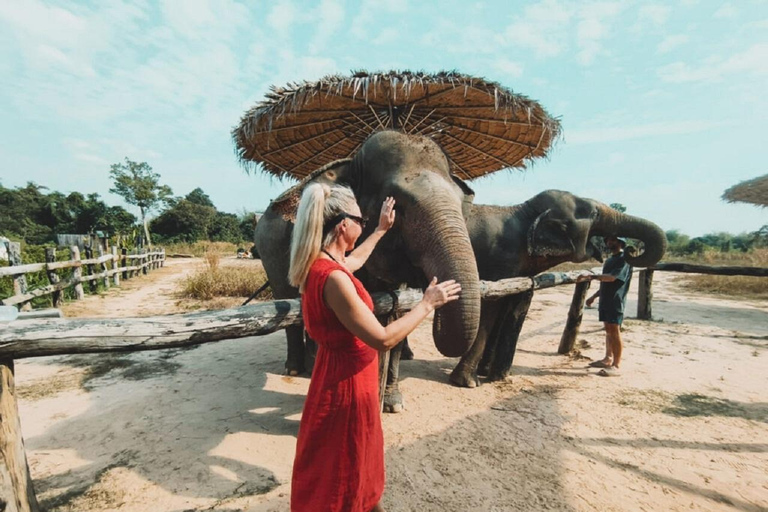 Rundtur i Kambodjas elefantreservat och Banteay Srey-templet