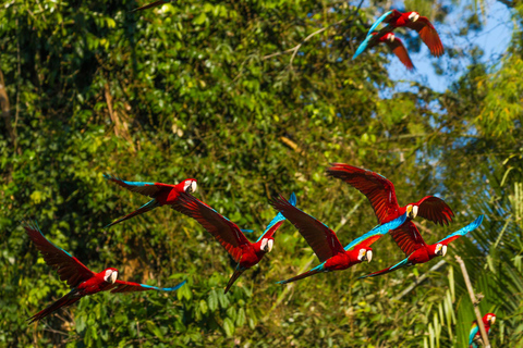 Cusco 5-dagars rundtur i Manu nationalpark och Amazonas regnskog