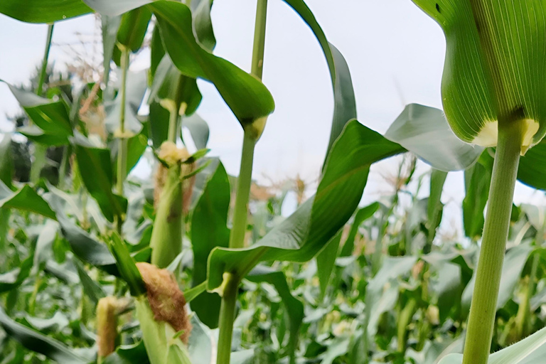 From Garden to Table: Guilin Farm & Family Meal Experience Guide for Chinese or English