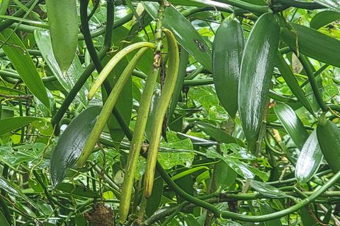 Zanzibar: Stone Town, fattoria delle spezie e tour della foresta di Jozani