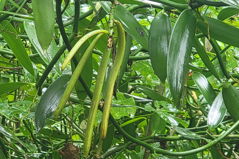 Zanzibar: Stone Town, fattoria delle spezie e tour della foresta di Jozani
