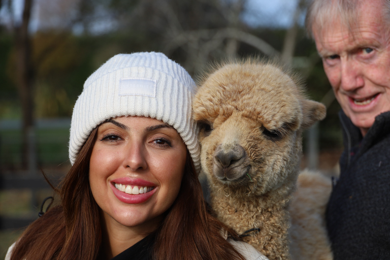 From Christchurch: Alpaca Farm Tour with Feeding and Guide