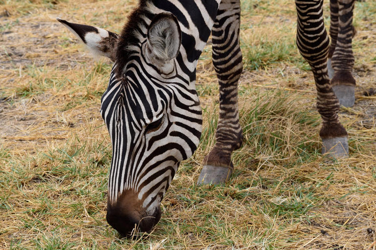 Viaggio di due giorni al Lago Manyara con canoa e passerella tra le cime degli alberiCampeggio a Karatu