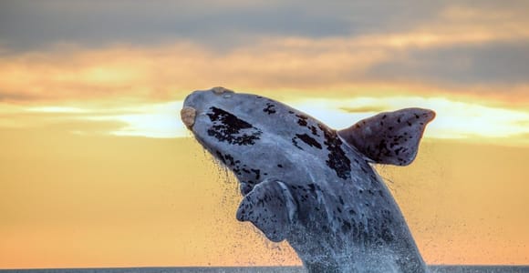 Waikiki: Sunset Whale Watching with 2 Drinks (BYOB-Friendly)