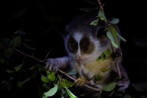 Sigiriya: Night Safari, Fireflies & Wildlife Private Tour