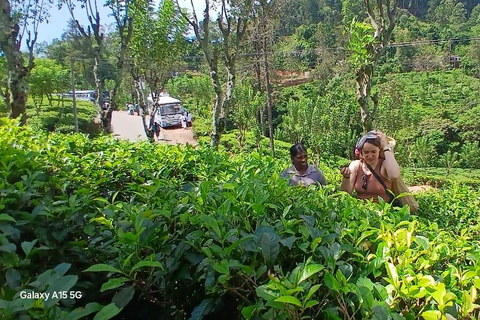 ELLA Lipton Seat Tea Test & Pluck 9Arch, Waterfalls, & Food Lipton's Seat, Little Adam Peak, 9 Arch, Ravana Waterfalls