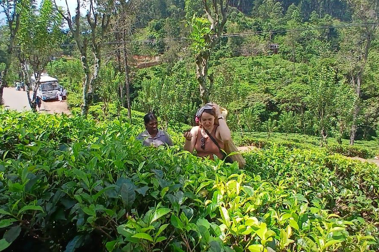 ELLA Lipton Seat Tea Test & Pluck 9Arch, Waterfalls, & Food Lipton's Seat, Little Adam Peak, 9 Arch, Ravana Waterfalls