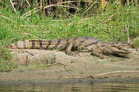 From Durban: Isimangaliso Hippo & Crocodile Boat Cruise