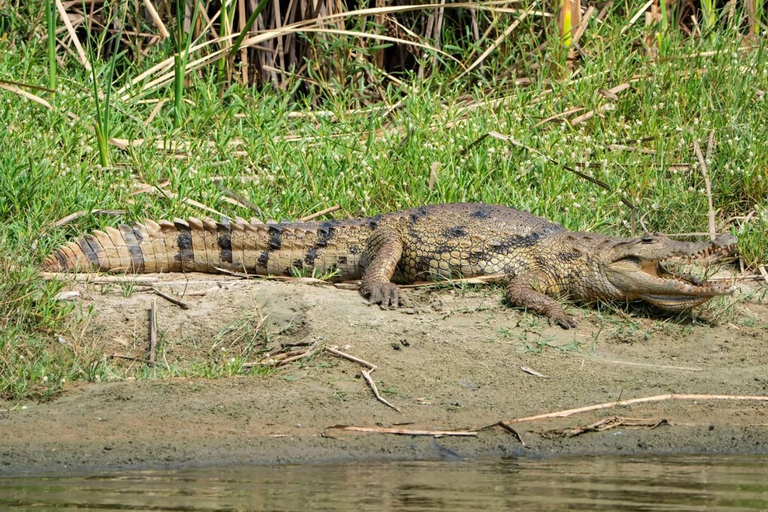 From Durban: Isimangaliso Hippo & Crocodile Boat Cruise