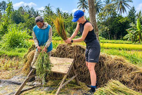 Lombok: Black Langur, Rice Fields & Sarang Walet Falls Sukarara, Black Langur, Rice Fields & Sarang Walet Falls