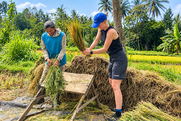Lombok: Black Langur, Rice Fields & Sarang Walet Falls Sukarara, Black Langur, Rice Fields & Sarang Walet Falls