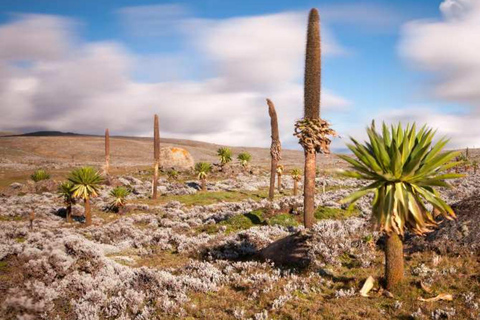 Trekking Touren zum Bale Berg 5 Tage