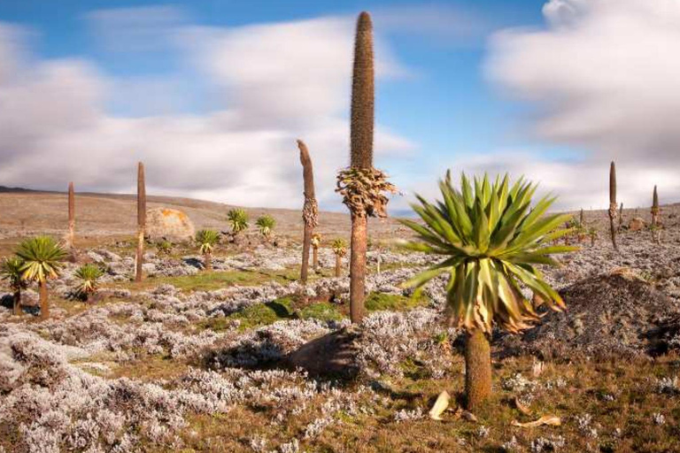 Trekking Touren zum Bale Berg 5 Tage