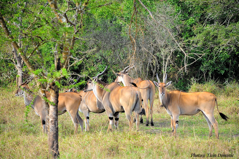 From Kampala/Entebbe: 3-Day Sipi Falls & Pian Upe Safari