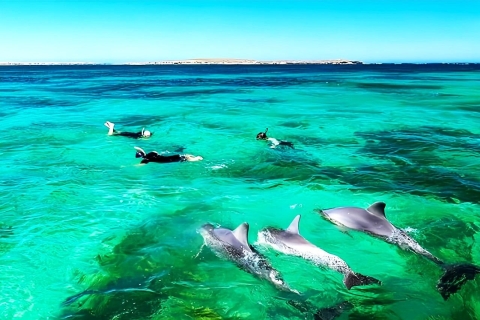 Île aux Bénitiers: Katamaran-Tour mit Delfinbeobachtung und Mittagessen