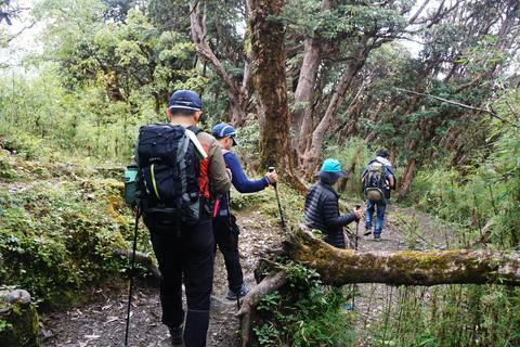 Annapurna: 8 Day Guided easy Trek at Annapurna