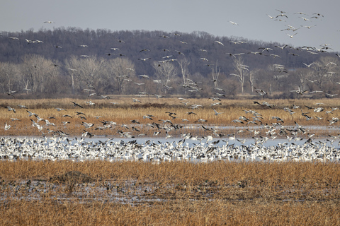 سانت جوزيف: جولة تصوير طيور النسر المائية في ميسوري