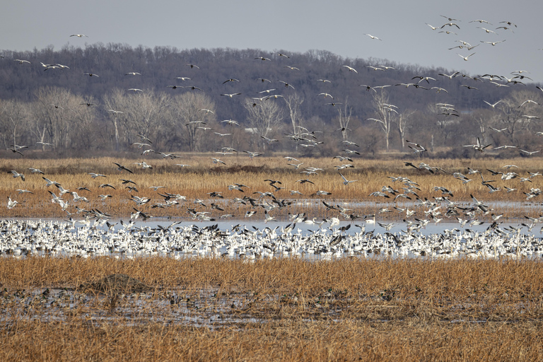 سانت جوزيف: جولة تصوير طيور النسر المائية في ميسوري