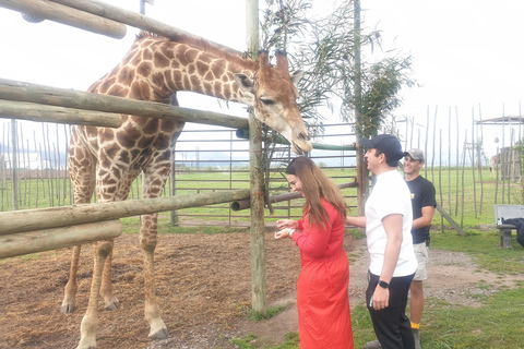 Cheetah, Giraffes Encounter, lion's park, and Wine Tasting
